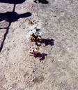 Possible Roper child grave Photo